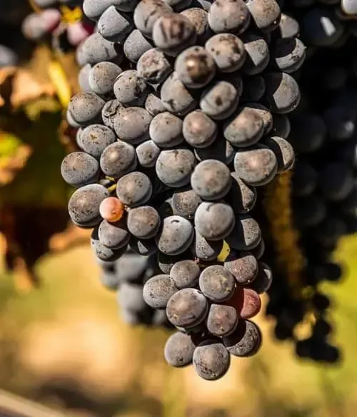 Close‑up of ripe Sicilian grapes used for local wine production