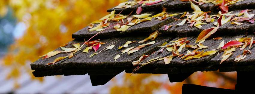 Autumn leaves on a textured, dark roof of a building with blurry yellow foliage in the background.