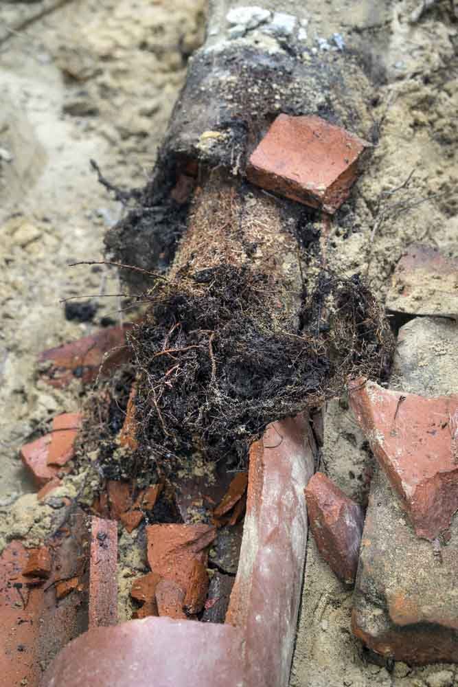 Trenchless Pipe Lining: A Lasting Cure to Invasive Tree Roots