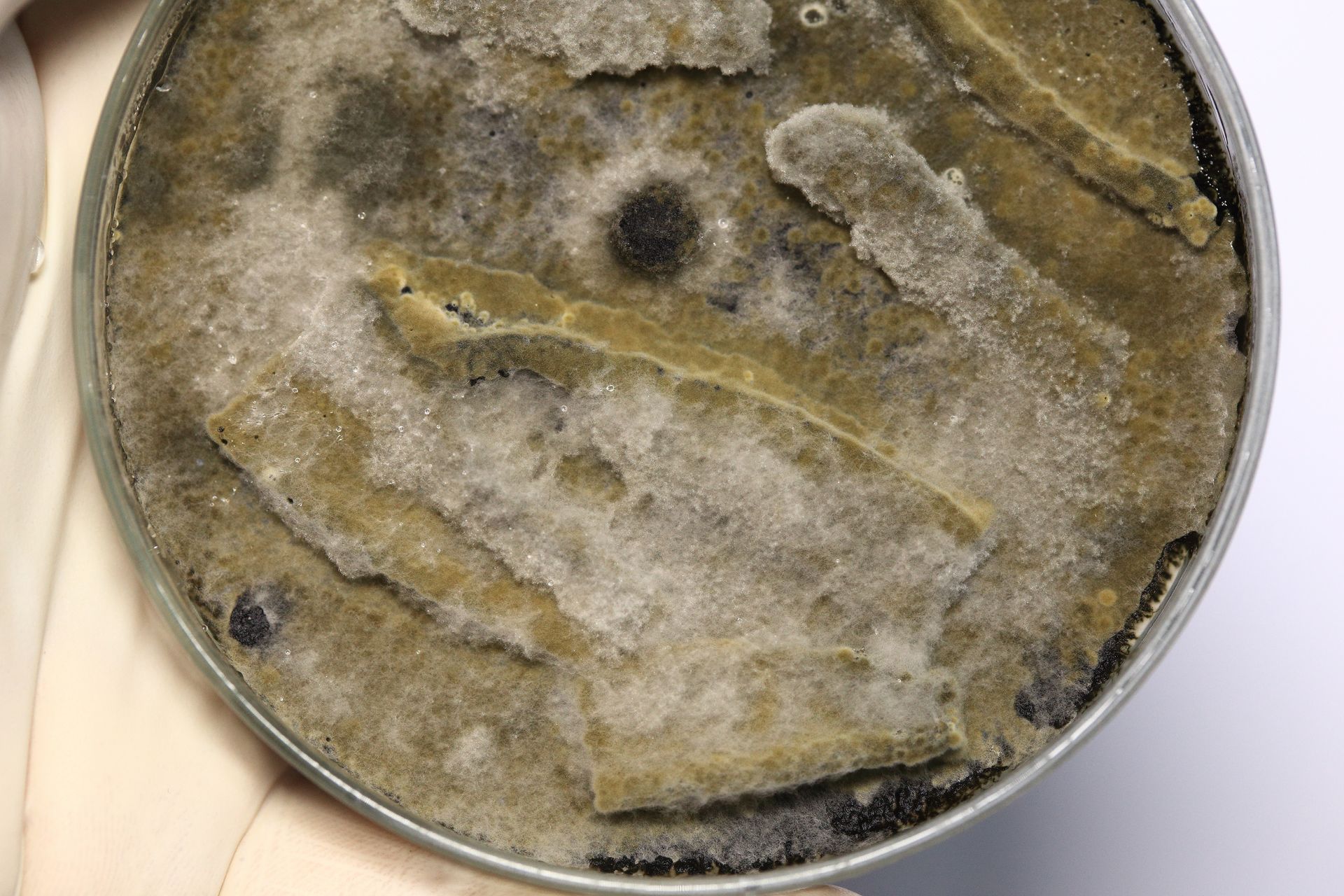 How to Prevent Limescale Build-Up in Your Pipes?