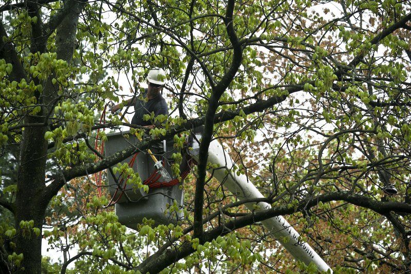 tree removal in flagstaff
