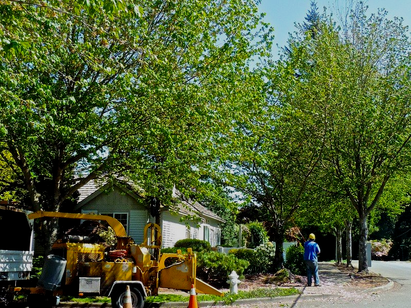 wood chipper and tree climbers