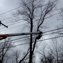 a bucket truck is used to prune a tree