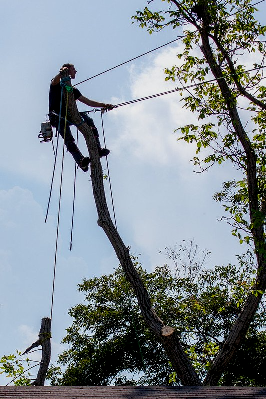 a tree climber trims a tree