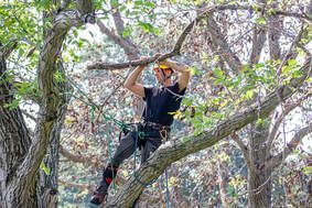 an arborist removes a tree limb