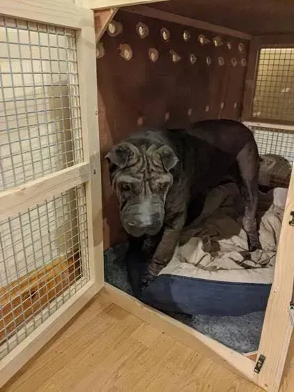 A dog is laying in a wooden cage.
