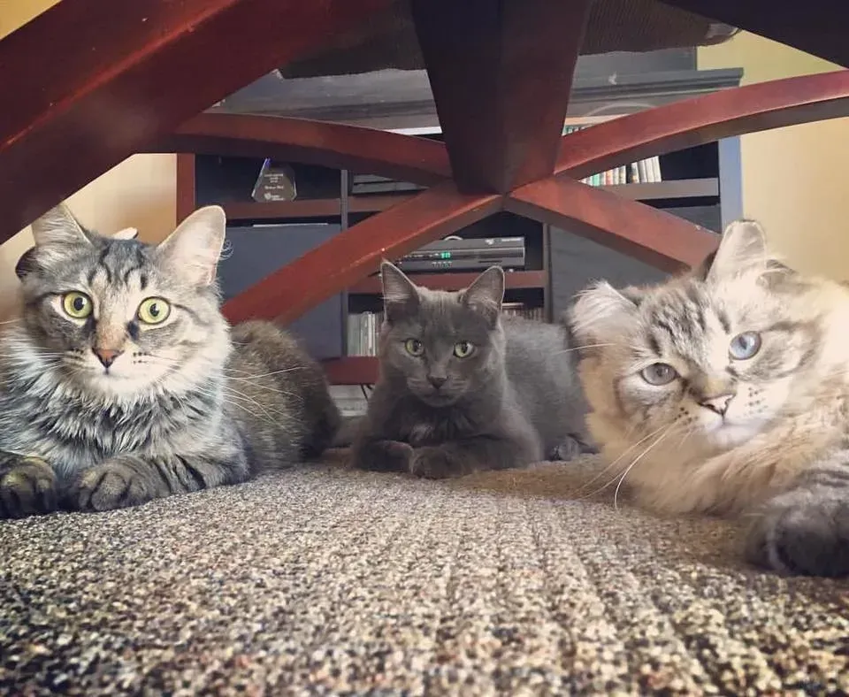 Three cats are laying on the floor under a table