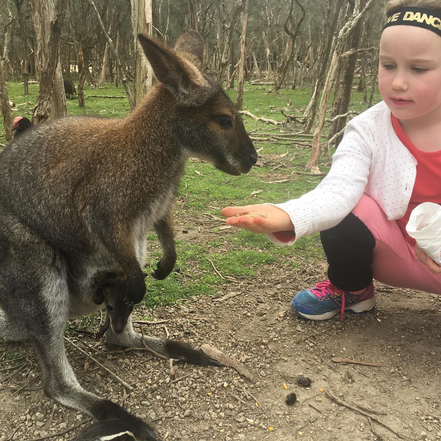 A little girl wearing a headband that says the dance is feeding a kangaroo