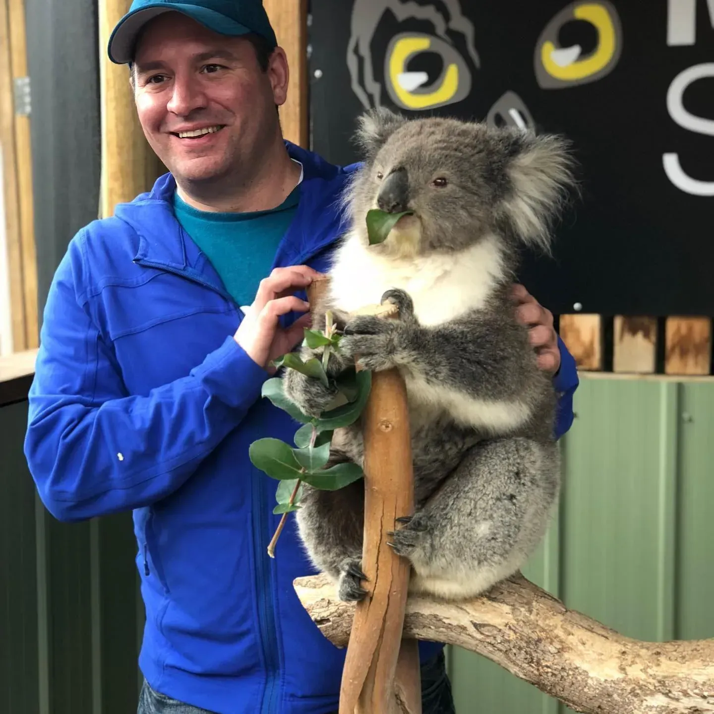 A man in a blue jacket is holding a koala bear