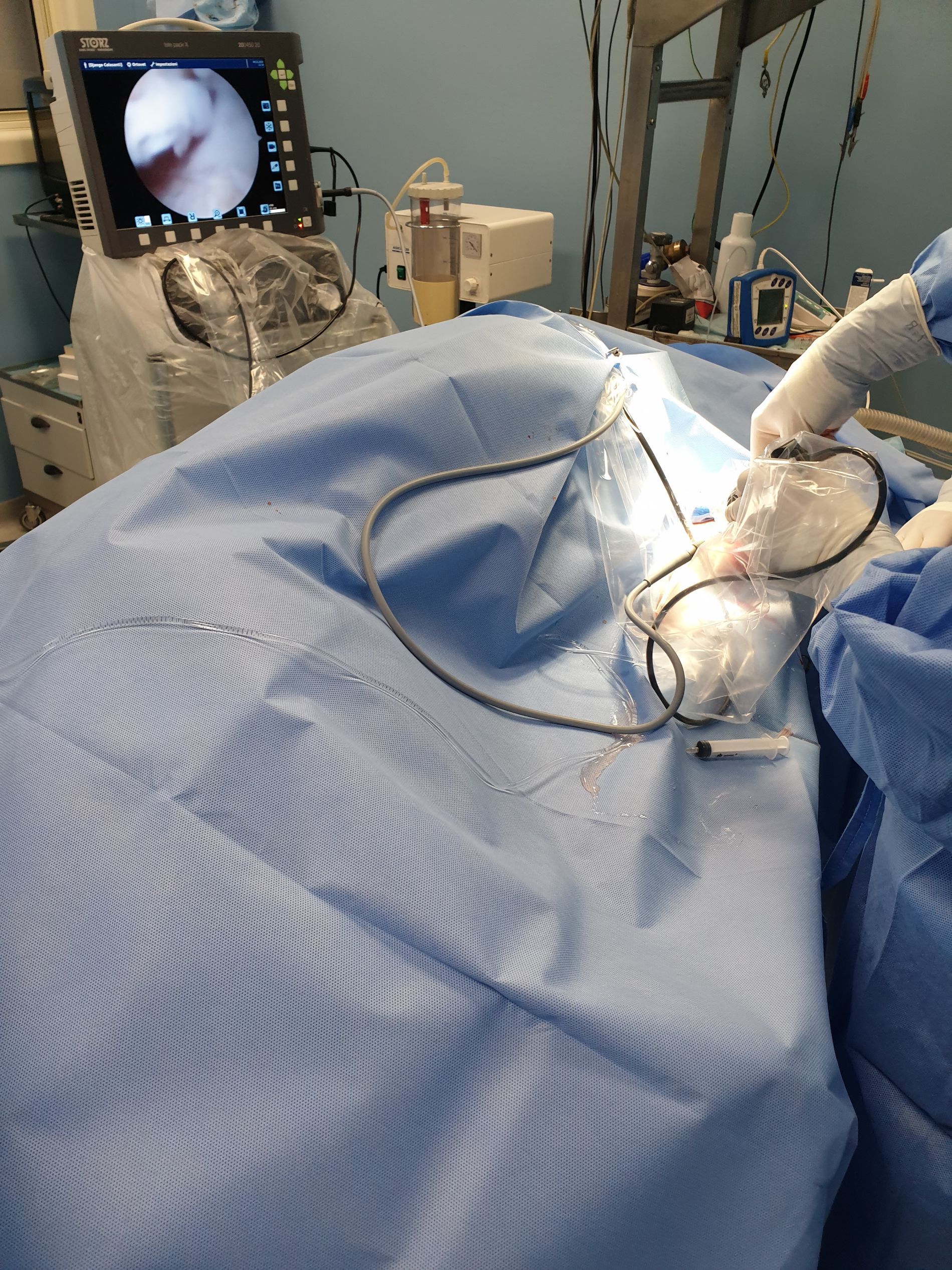 Un intervento di chirurgia veterinaria