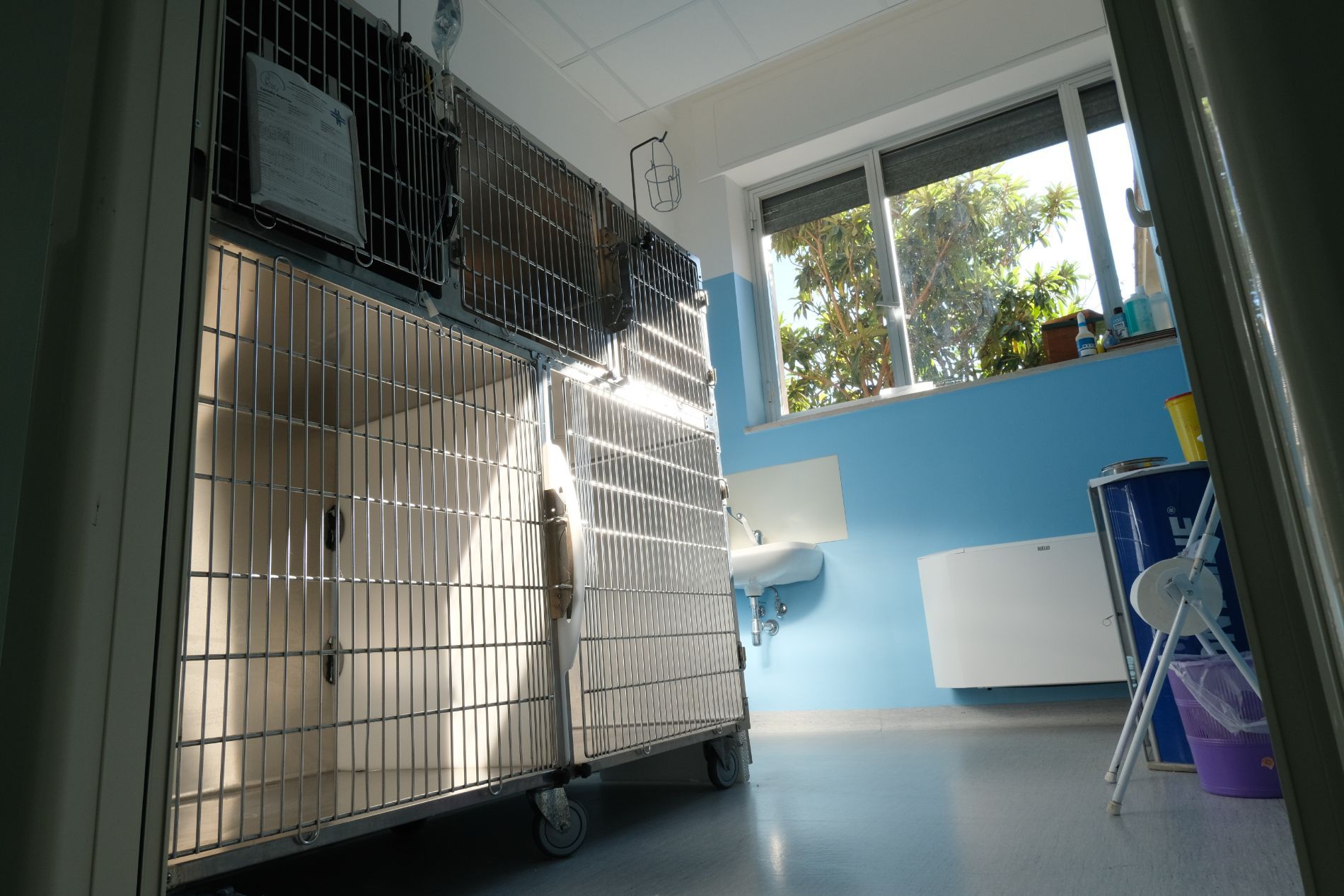 Sala per la degenza di animali domestici