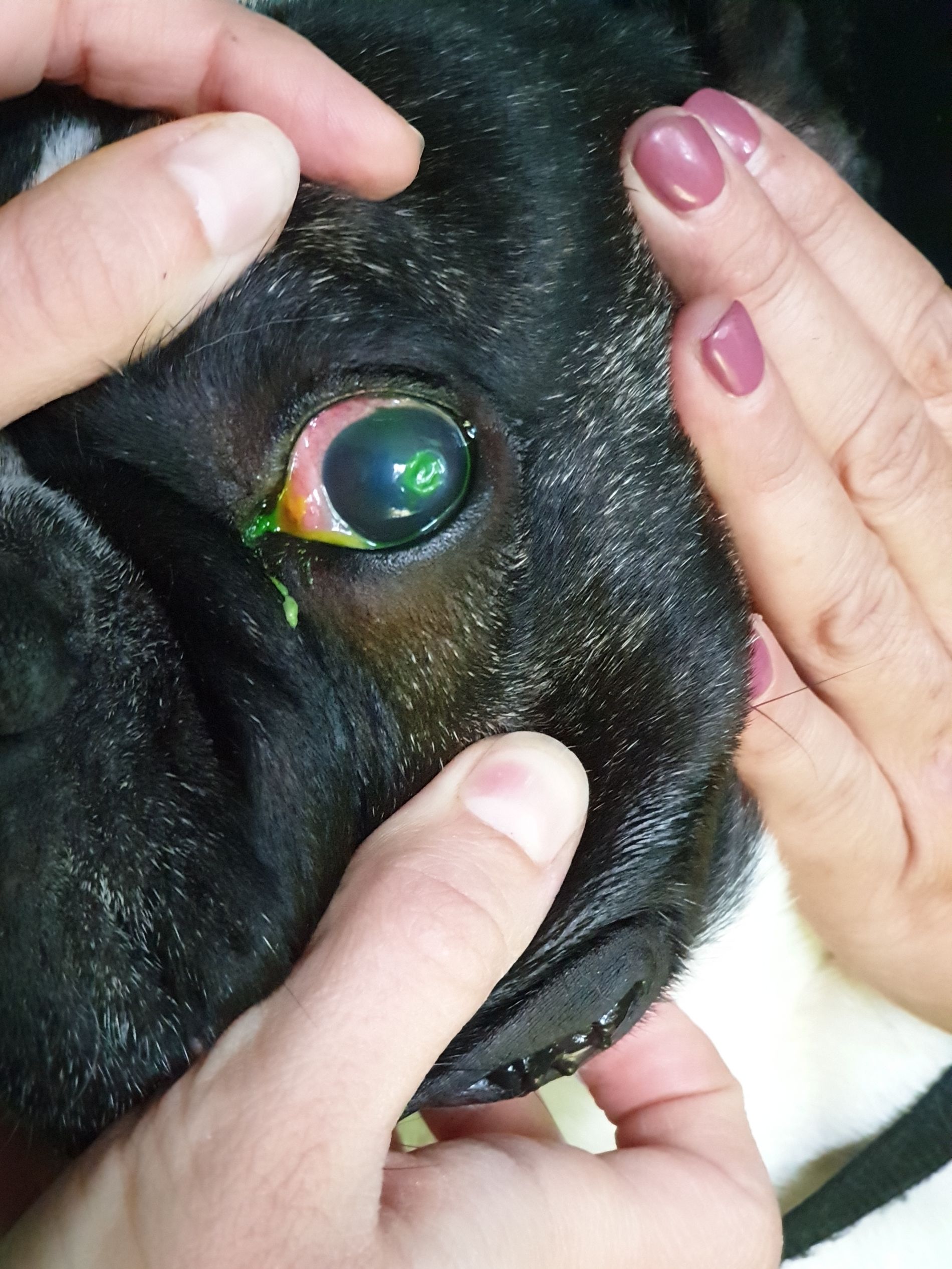 Visita oculistica di un cane