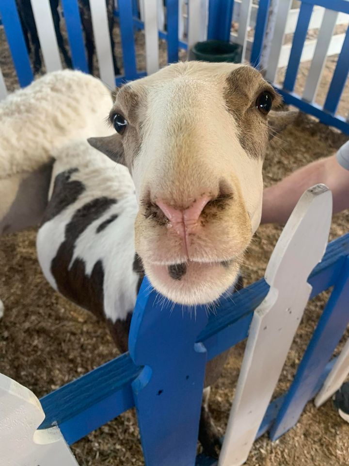 Close-up of a goat with a white and brown coat peering through a blue fence at a petting zoo