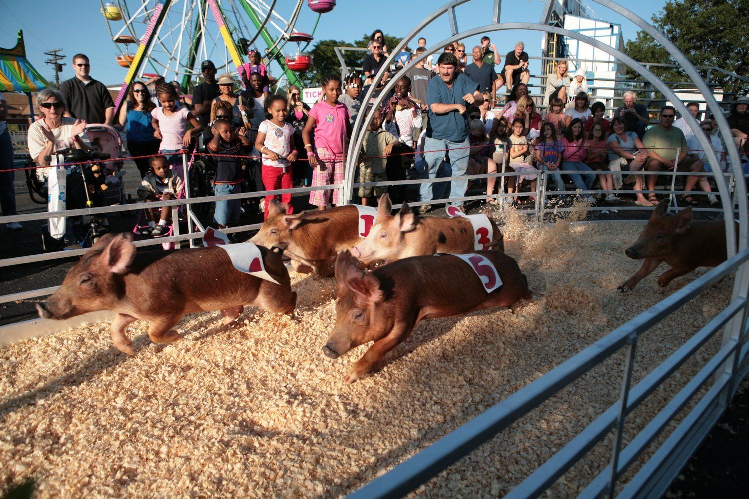 Goats resting on wood chips at a fair, with a crowd watching behind a metal fence.