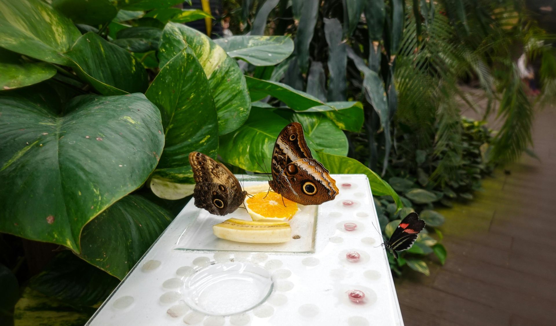 Butterflies on a white tray with orange slices in a lush green garden setting
