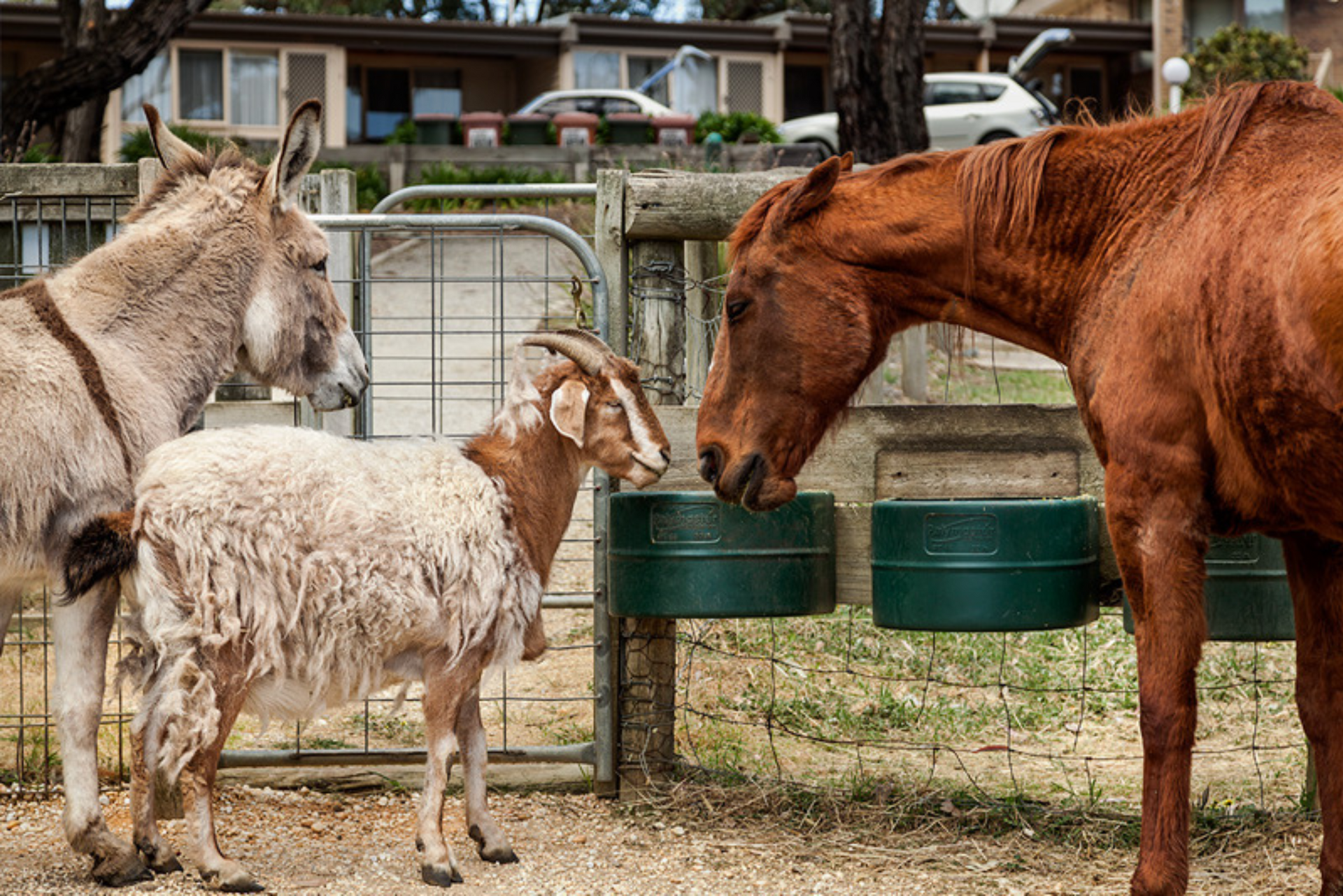 A donkey , a goat and a horse are standing next to each other in a pen.