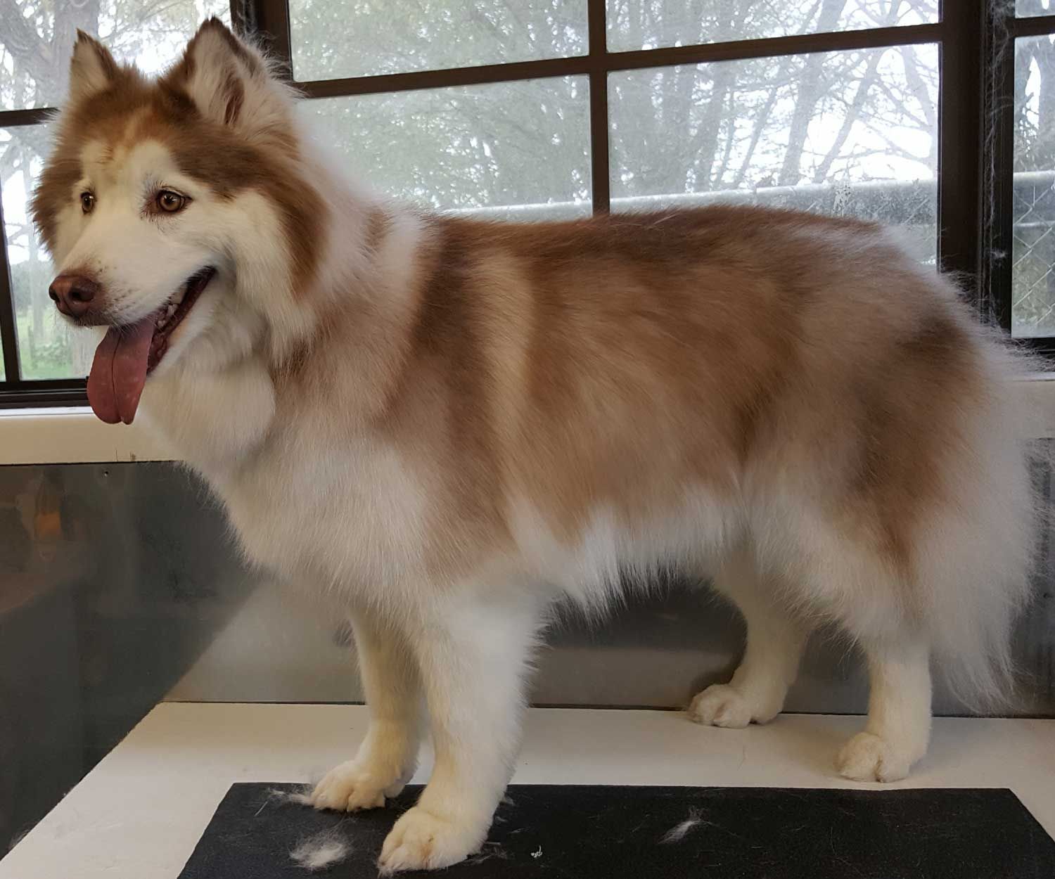 A brown and white husky with its tongue out, standing on a grooming table in front of a window.