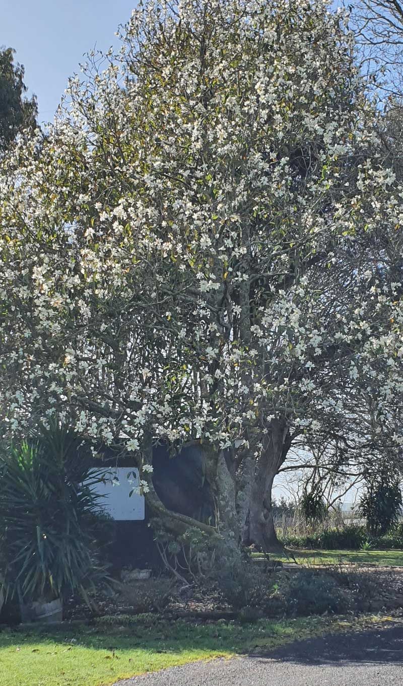 Large flowering tree with white blooms, set against a bright blue sky. A smaller green plant is in the foreground.