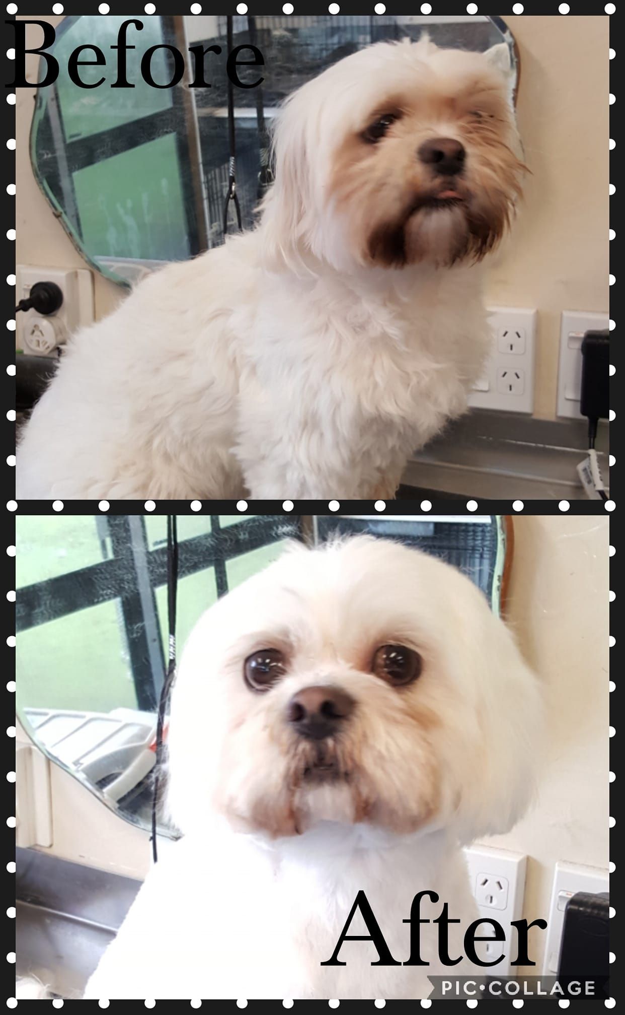 Before and after grooming comparison of a white and tan dog, showing a shaggy coat versus a neatly trimmed one.