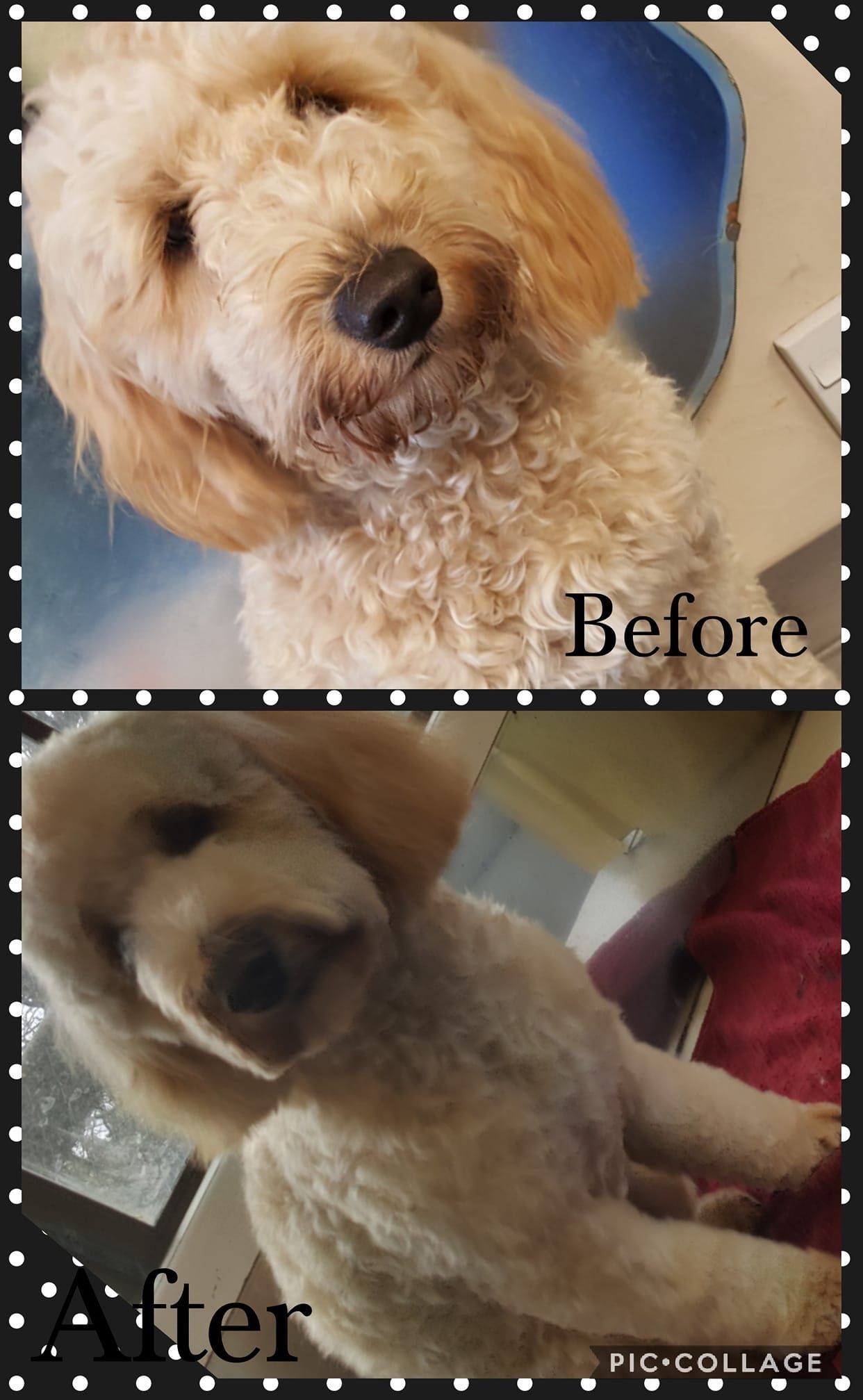 Before and after photos of a dog's haircut. The dog's fur is light-colored, and the after photo shows a much shorter cut.