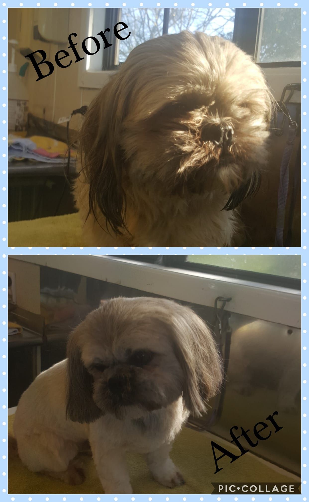 A before-and-after grooming comparison: a Shih Tzu with unkempt fur and matted face, transformed to a neat trim with short body fur.