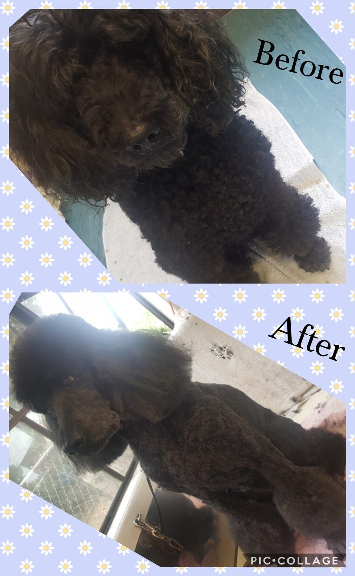 A before-and-after of a black poodle's grooming. The 