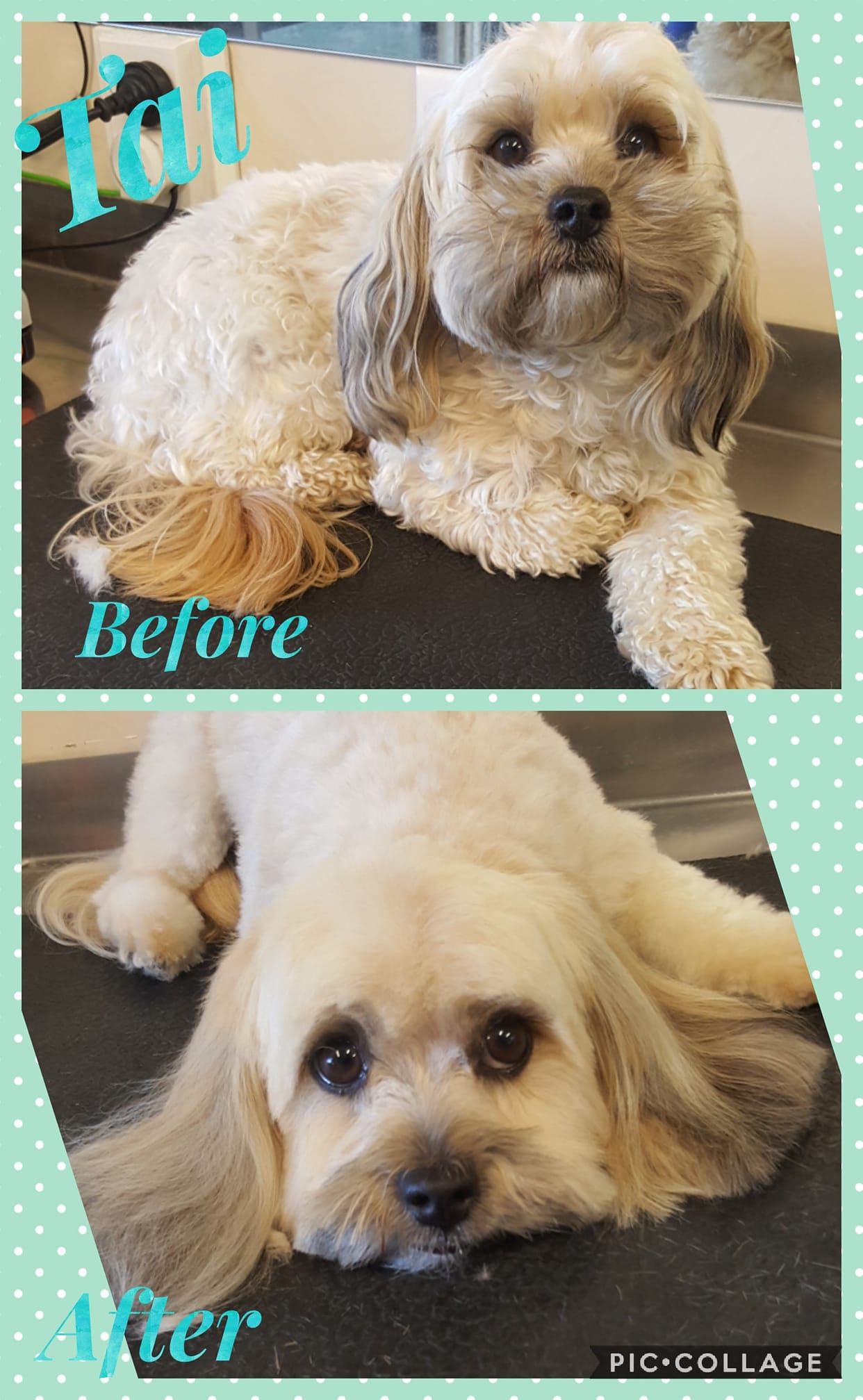 Before and after grooming comparison of a small, light-colored dog. Before is fluffy, after is a neat trim with floppy ears.