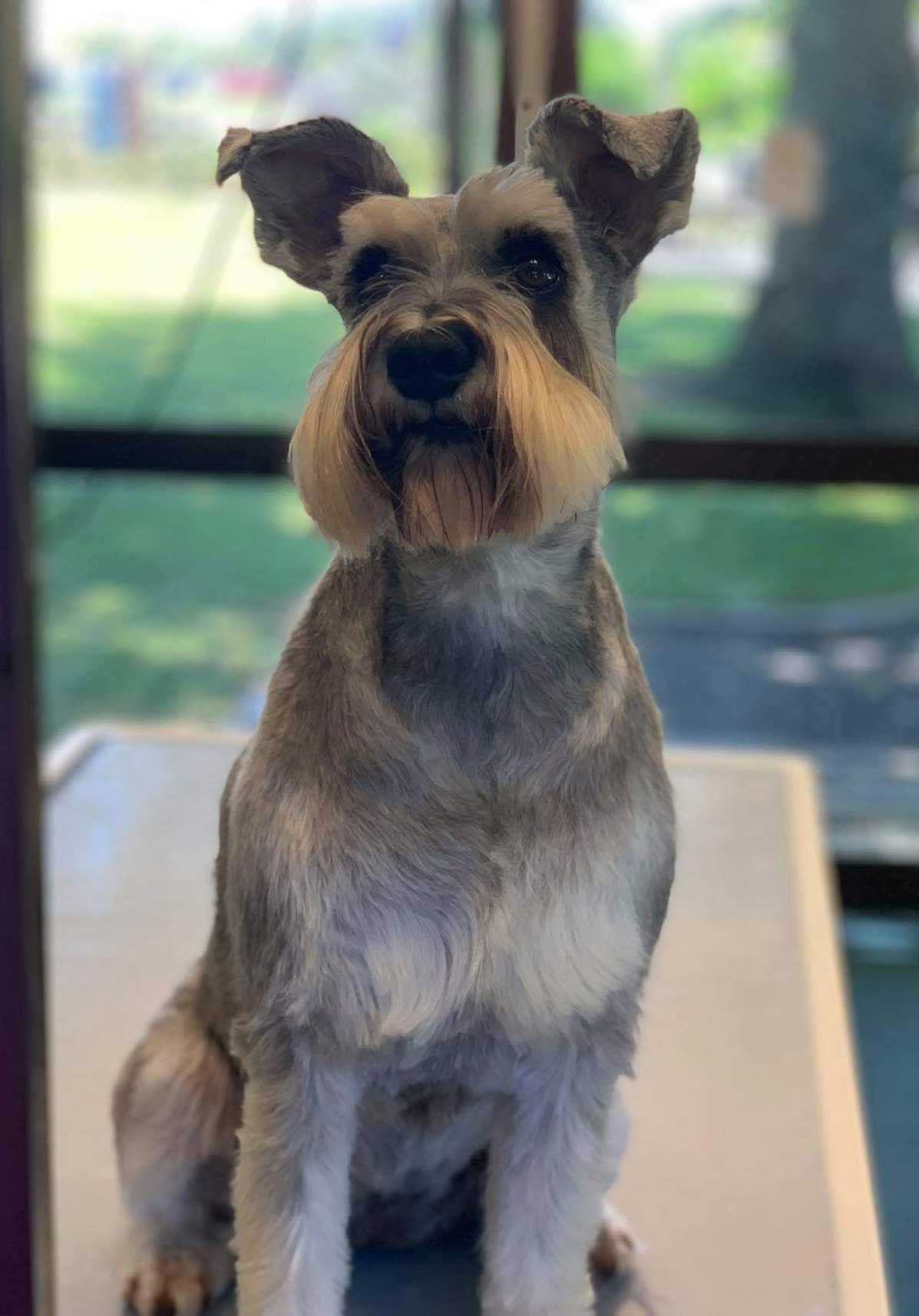 A well-groomed gray Miniature Schnauzer sits upright, looking directly at the viewer. It has a long, tan beard and a blurred background.