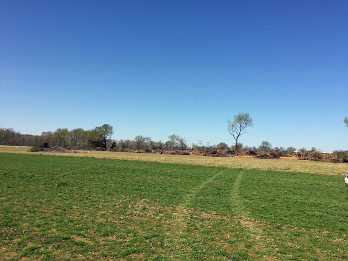 There is a tree in the middle of the field.