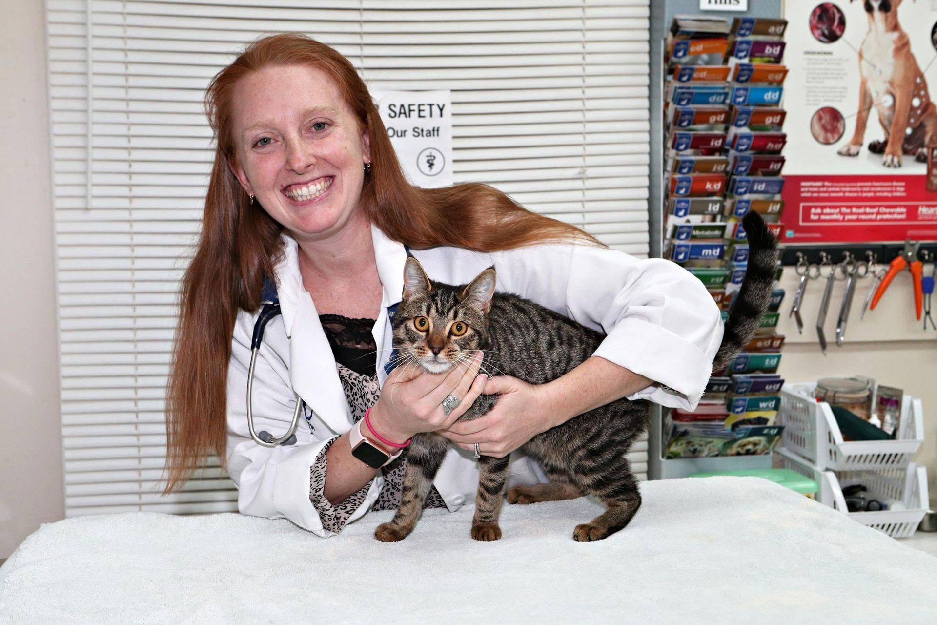 A veterinarian holding a tabby cat on an exam table in a clinic.