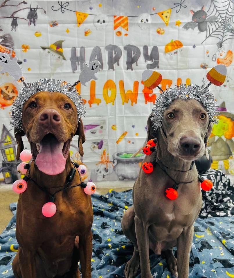 Two dogs in Halloween costumes sit in front of a “Happy Howl-oween” backdrop with orange decorations.