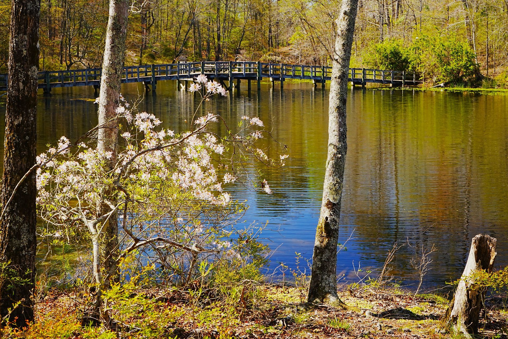 Wooded pond with birch trees, blue water, and a small bridge in spring sunlight