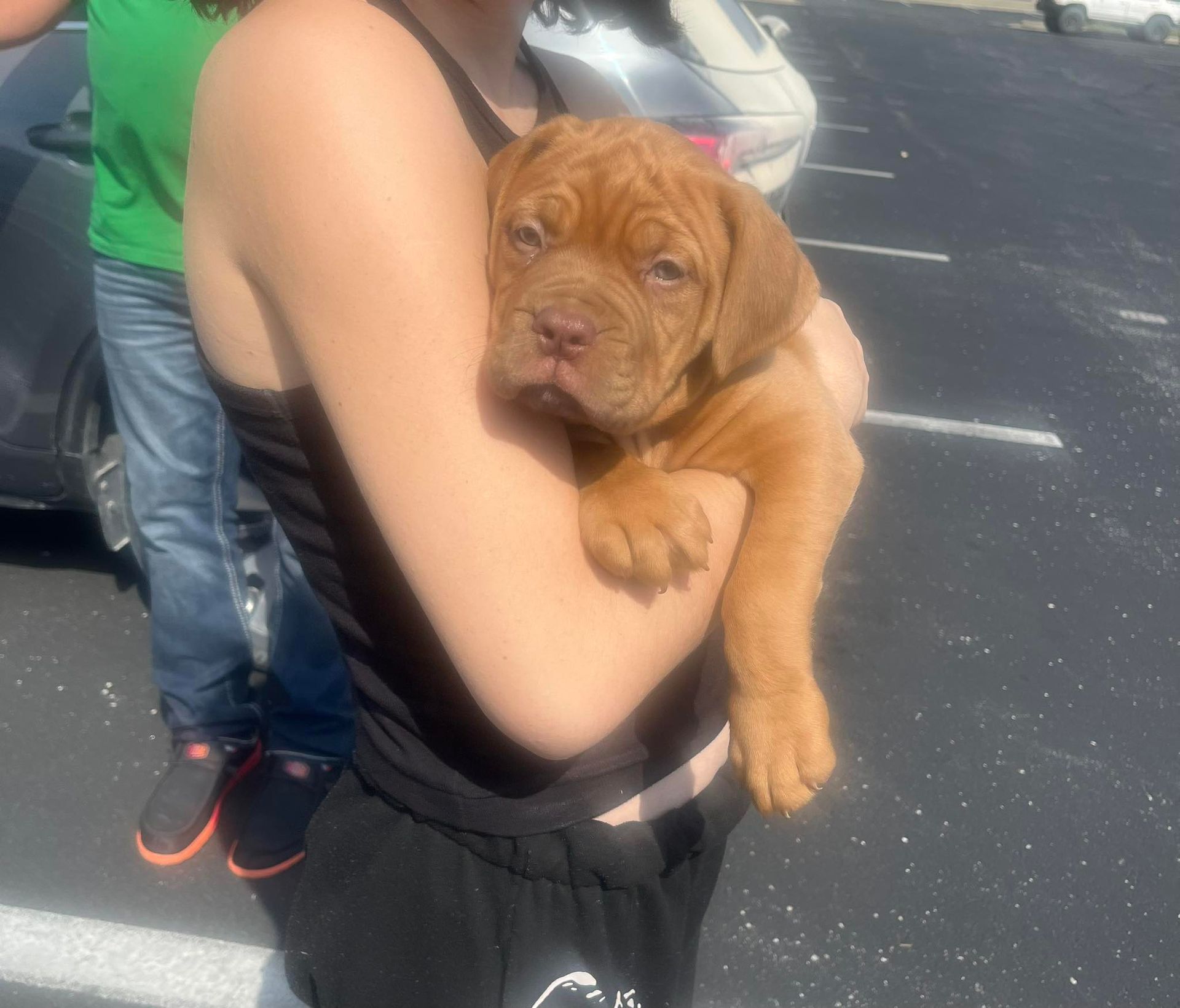 Dogue de Bordeaux Tulsa - French Mastiffs
