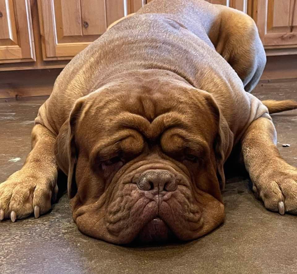 Dog Breeder Australian Cattle Dog