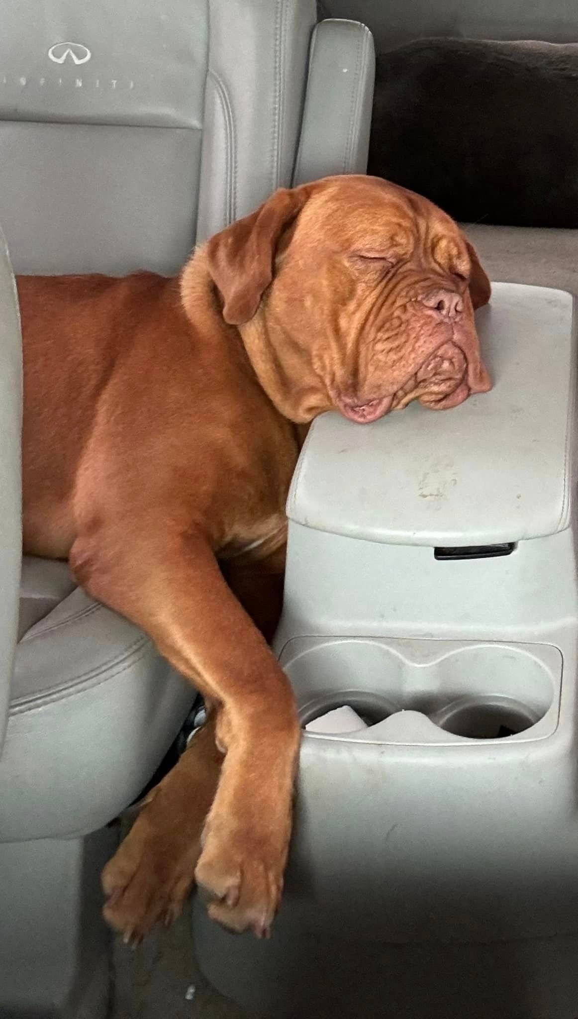 Dogue de Bordeaux Tulsa - French Mastiffs
