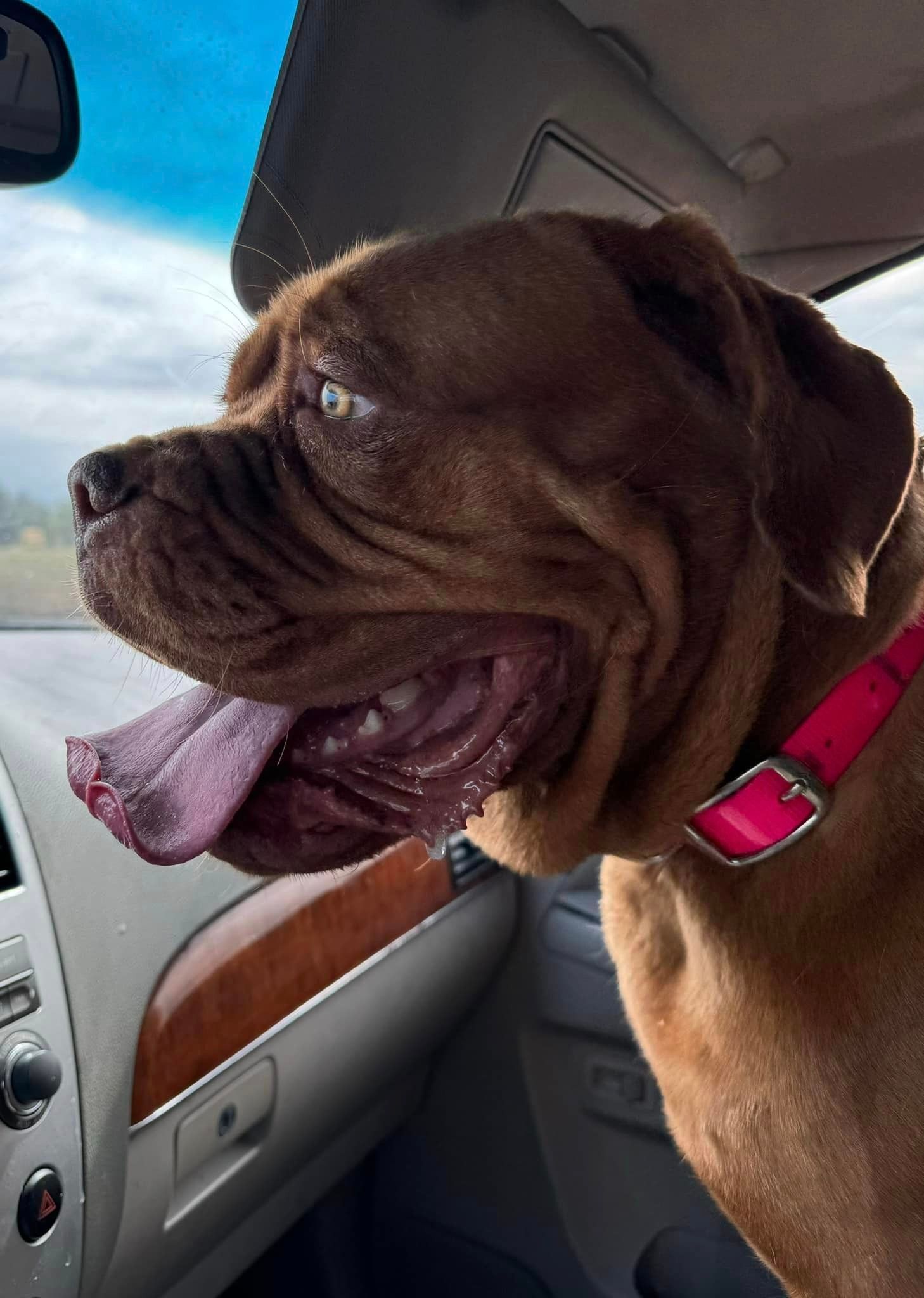 A black and tan poodle is on a leash