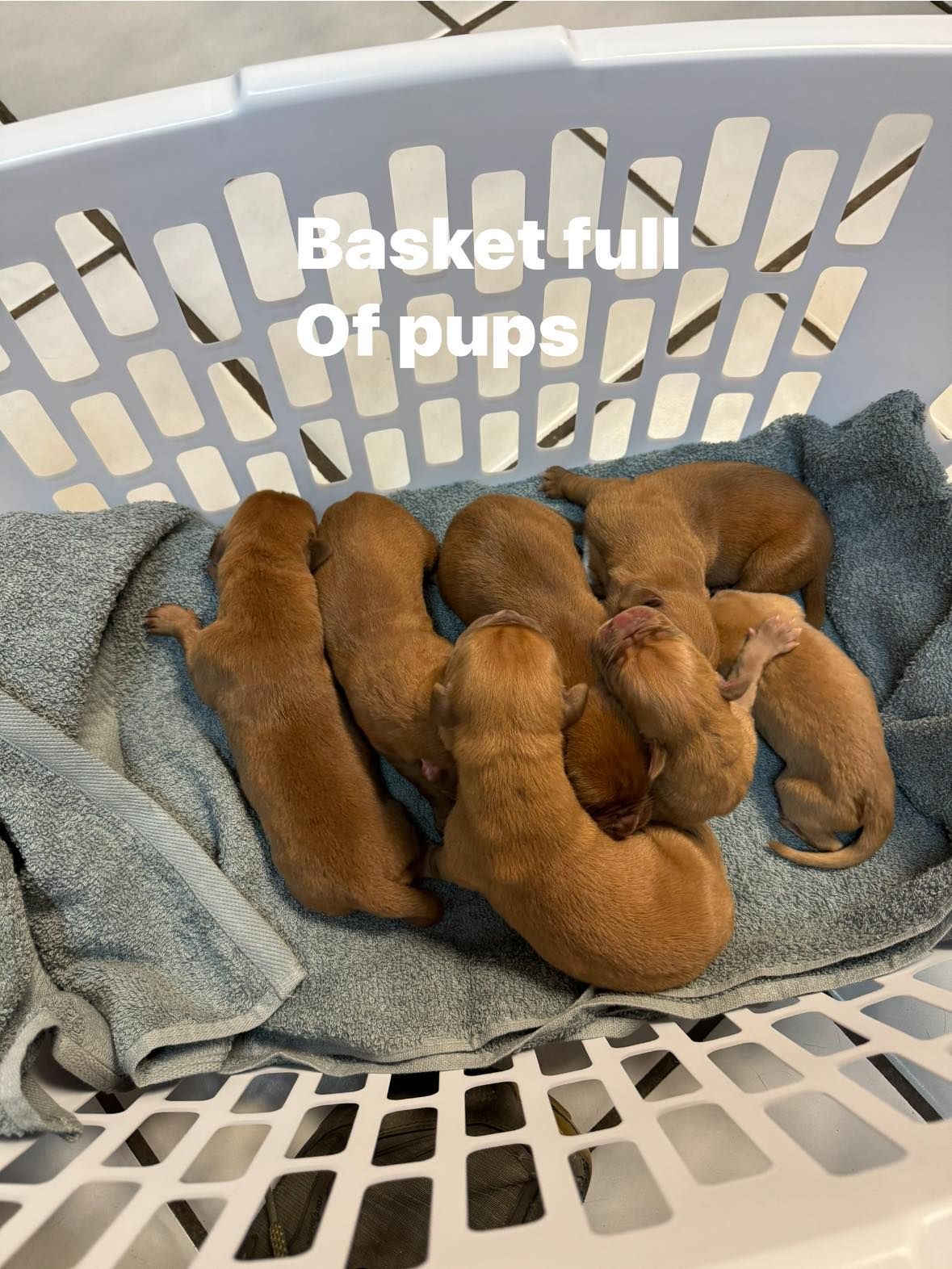 Dogue de Bordeaux Tulsa - French Mastiffs