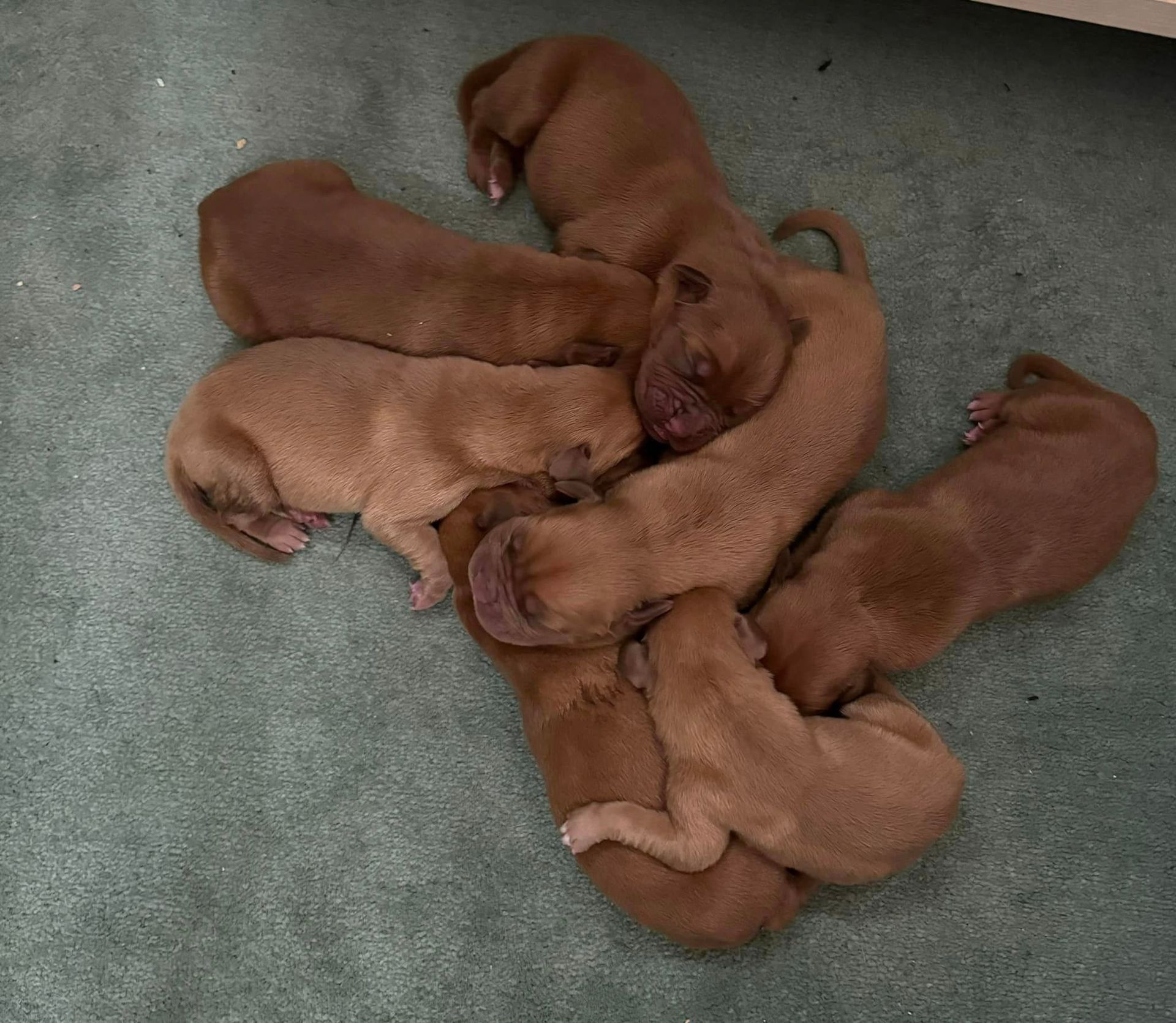 Dogue de Bordeaux Tulsa - French Mastiffs