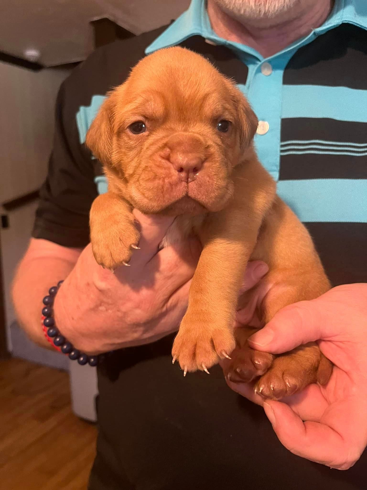 Dogue de Bordeaux Tulsa - French Mastiffs