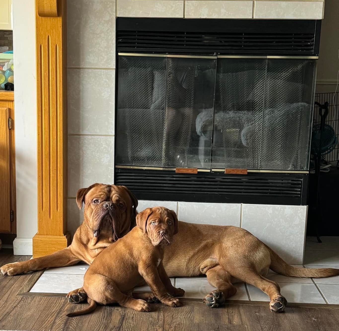 Dogue de Bordeaux Tulsa - French Mastiffs