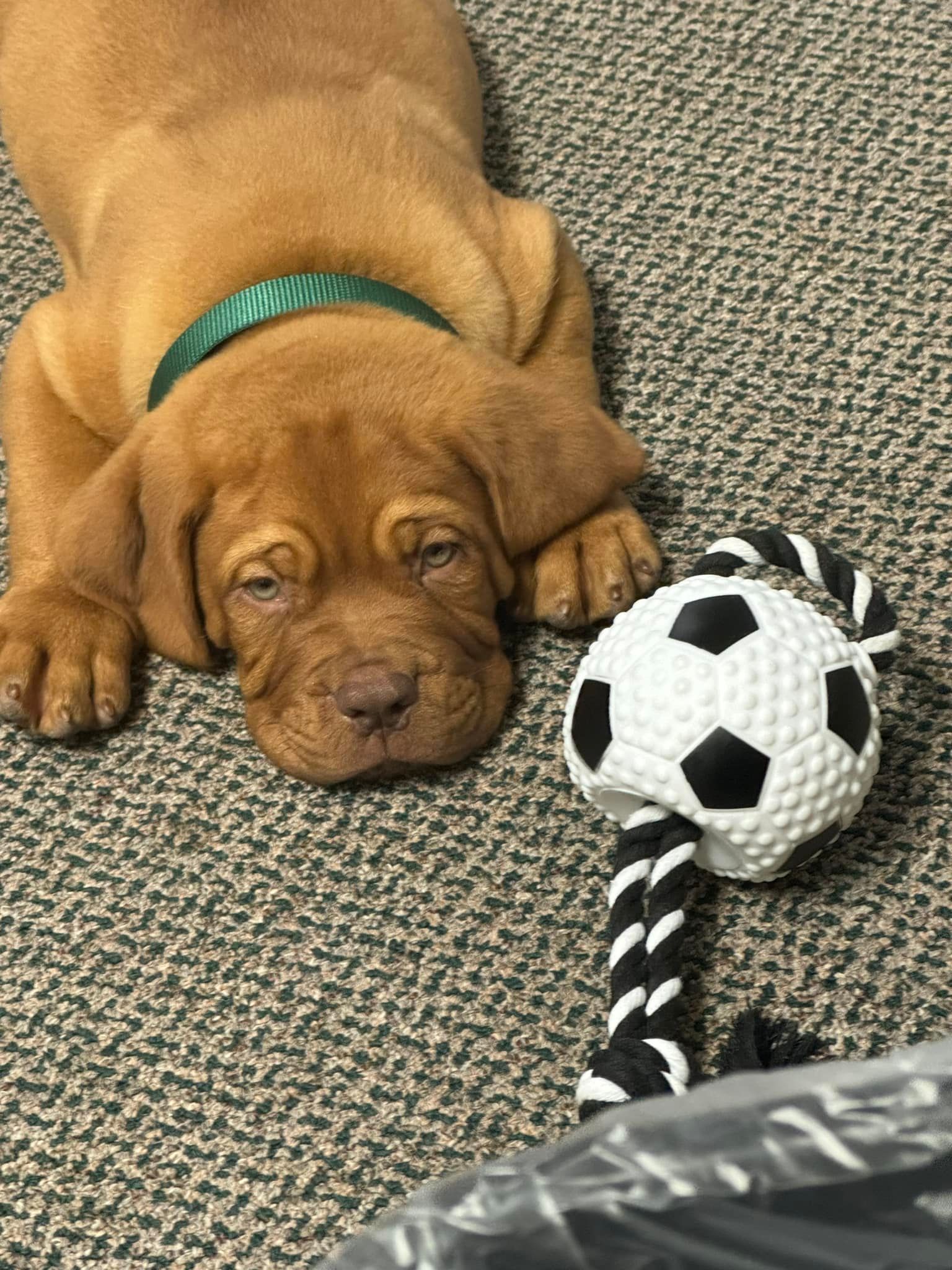 Dogue de Bordeaux Tulsa - French Mastiffs