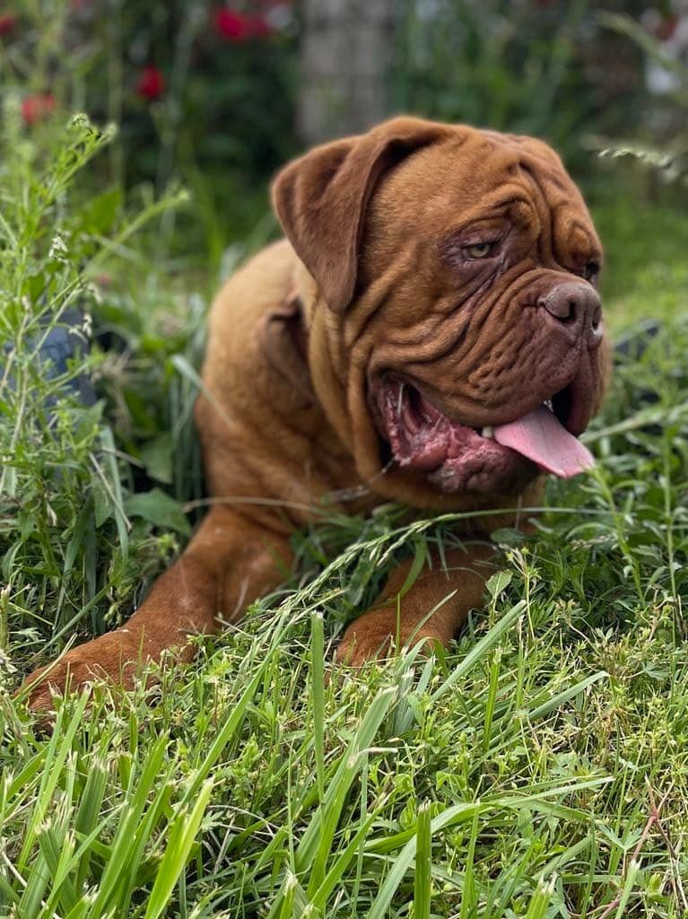 Dog Breeder Cane Corso