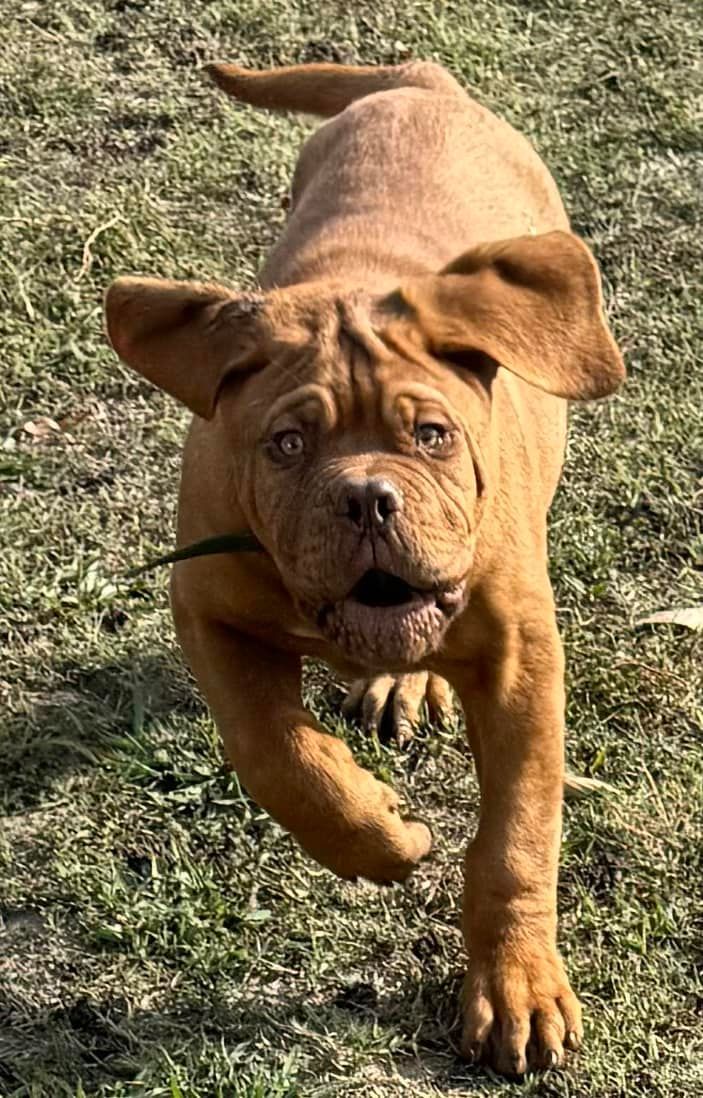 Dogue de Bordeaux Tulsa - French Mastiffs