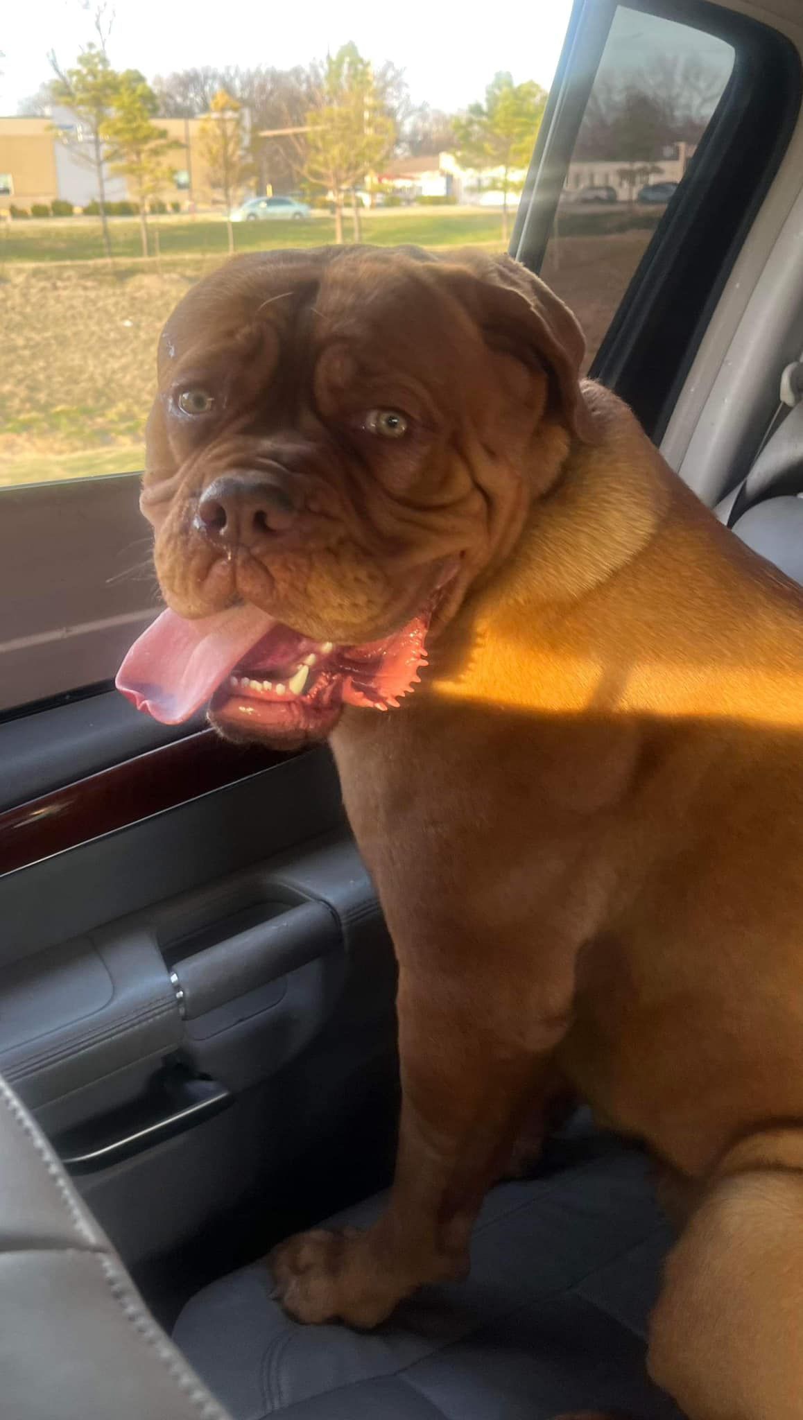 Dog Breeder French Mastiff