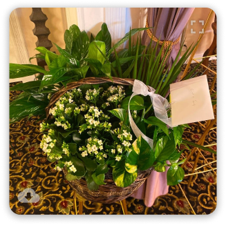 Green foliage basket with white flowers and a white ribbon on a patterned rug indoors