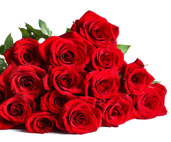A bouquet of red roses with green leaves on a white background