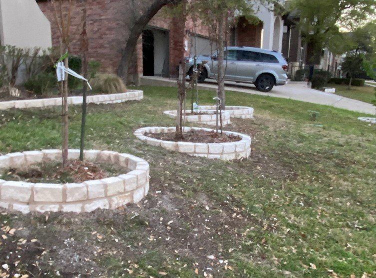 Three young trees encircled by stone, on a residential lawn with a car and house in the background.