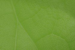 Acceder a Un Pacto Verde Europeo Pacto Verde Europeo Green Deal