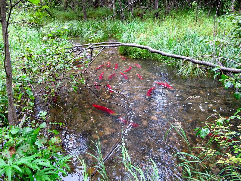 A dozen or so bright red sockeye salmon in a clear stream bordered by grasses and small trees.