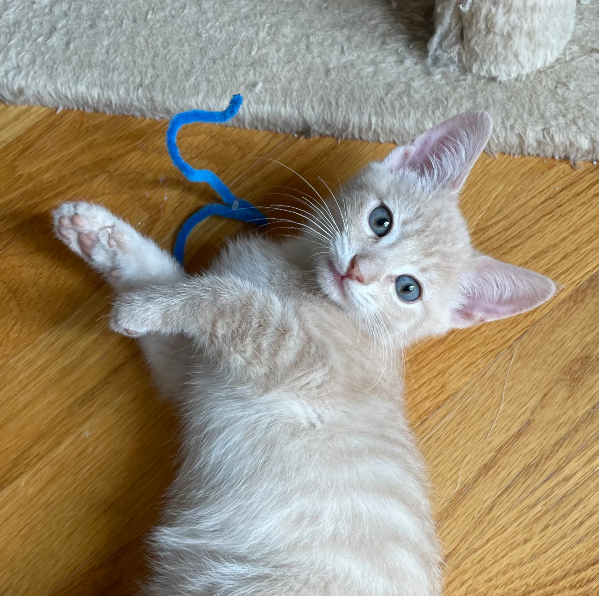 A kitten laying on its back playing with a blue toy